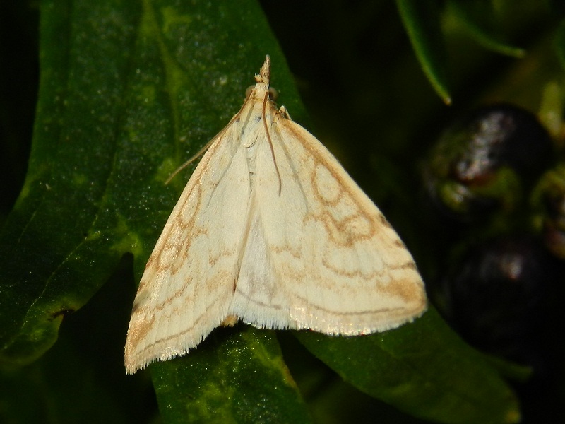 ID farfalla notturna montana1 - Udea lutealis